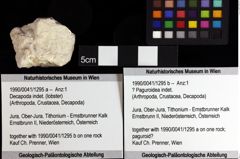 Foto (Objket + Etiketten) von ? Paguroidea indet. 